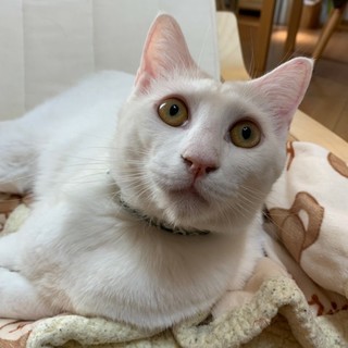 真っ白なだいふく！人馴れOK！猫も人も大好き！