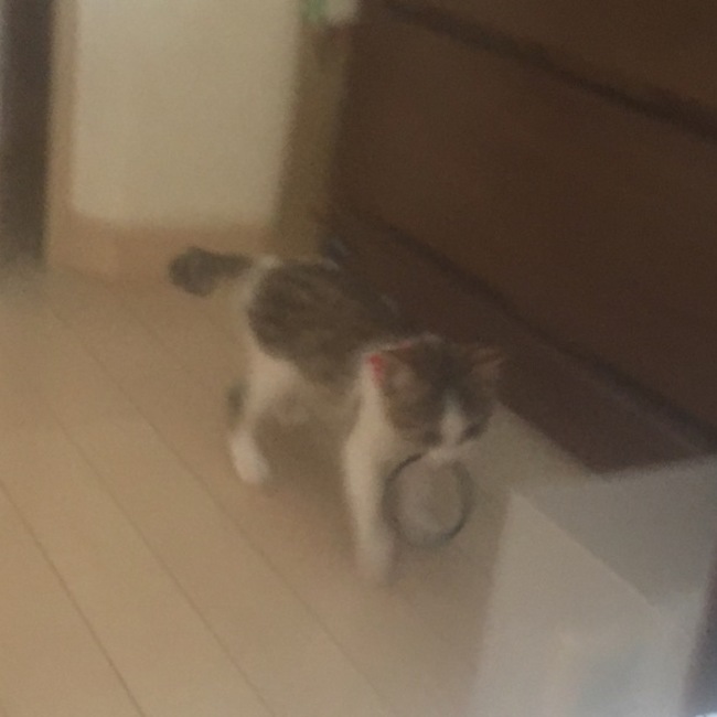 かりん様のカバー写真