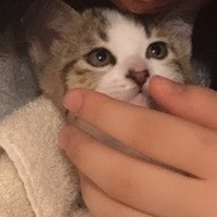 福丸
