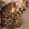 の写真