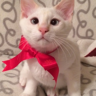 【4/7東銀座譲渡会】コロンボ君4カ月半