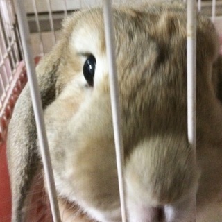 ウサギちゃんの里親募集