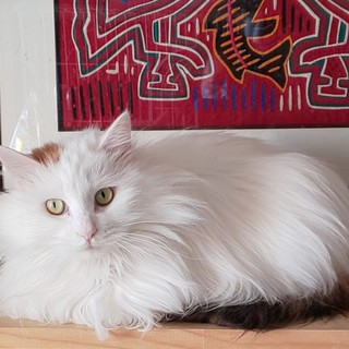 長毛白三毛の美猫ヤヤちゃん 東京都 猫の里親募集 ペットのおうち 月間利用者150万人