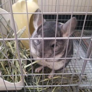 チンチラ(グレー)♂、里親募集