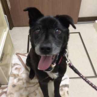 里親様が決まりました(^^)有り難うございます。