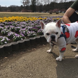 「春のさんぽ」サムネイル2