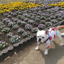 「春のさんぽ」サムネイル1