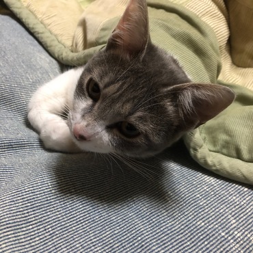 コタツから顔だけ出して…この顔はズルい