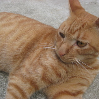 甘えんばう茶トラ君お外で頑張っています♡