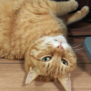 甘えん坊のオレンジ君！