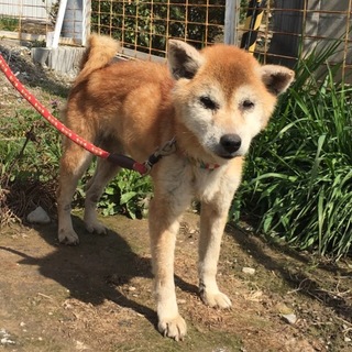 大人しい柴犬
