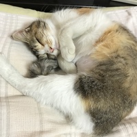 里親さん募集のミケ子です