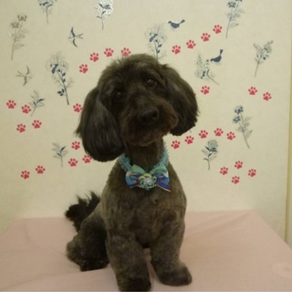 陽気な甘えん坊トイプーとミニダックスのMIX