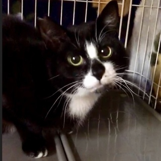 模様がユニーク、愛らしいマルちゃんを家族に