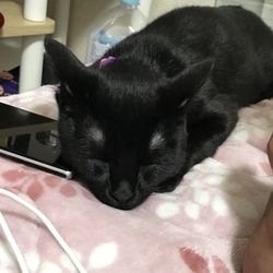 今日、避妊手術