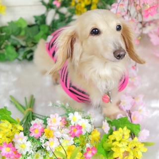 さなちゃんご家族様を募集しております。