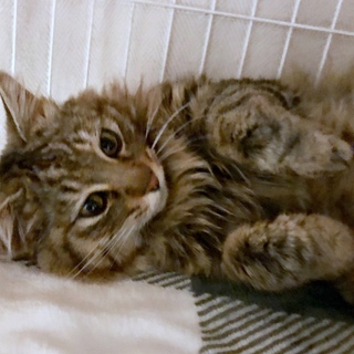 長毛オス　おっとりさん