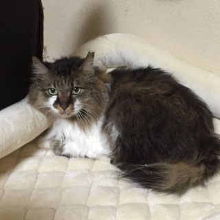 16歳の♂どなたかお迎えして頂けませんか？