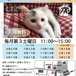 第82回保護猫たちの幸せ探し会