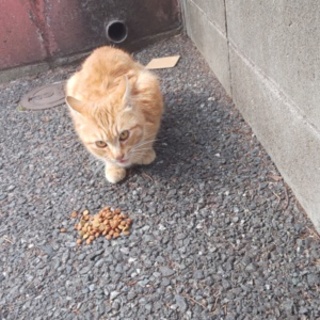 茶トラ 鳴き声ちっちゃっ。