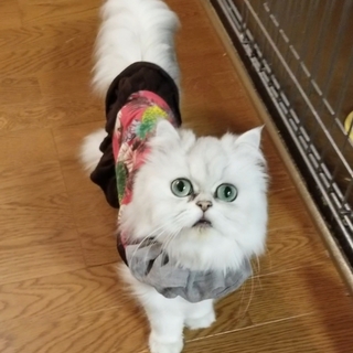 【再募集】チンチラシルバーの女の子