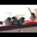 ありがとうございました。