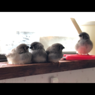 ありがとうございました。