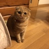 ココハナ