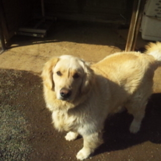 ゴールデンレトリバー2歳