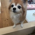 ちっちゃなクーピー