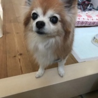 ちっちゃなクーピー