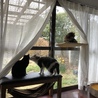 うちにも遂に窓猫導入。でもまだ自分からは登ってくれない(T-T) 