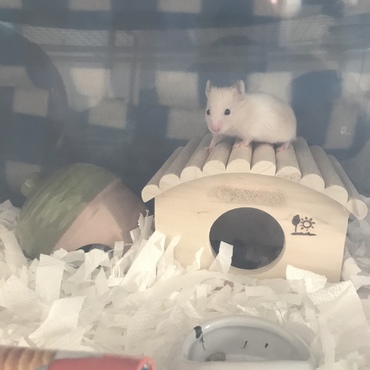 プティ