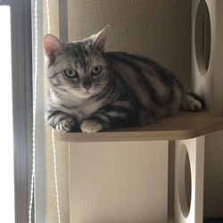 キャットタワー