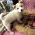 美人顔のハツちゃん ２ヶ月弱