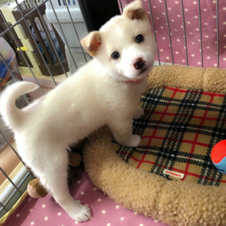 美人顔のハツちゃん ２ヶ月弱