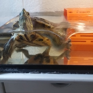 お陰様で素晴らしい里親さんに出会えました。