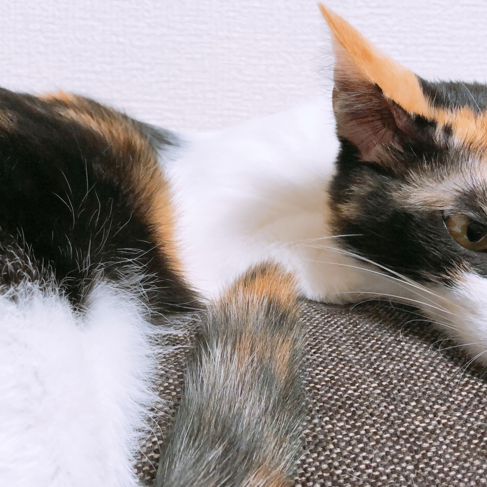小春のカバー写真