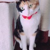 おめかし