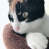 ひなたぼっこ