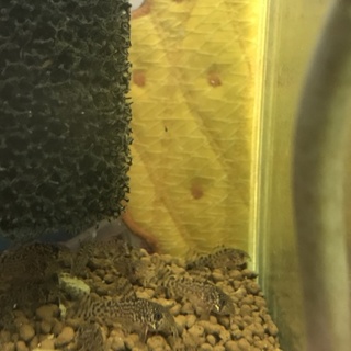 里親さんが決まりました(^-^)