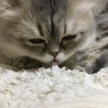 お気に入りの毛布をチュパチュパするのが好き