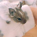 (一時中断)1月20日生まれ デグーの里親募集