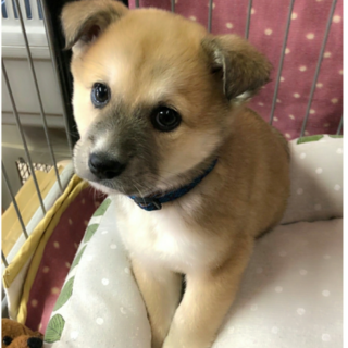 尾西市のＳ様からご希望有イー君 ２ヶ月