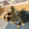 とっても元気なヨーキーちゃんです！！