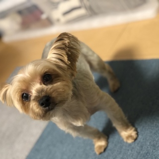 とっても元気なヨーキーちゃんです！！