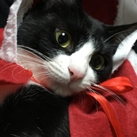 ナナ