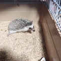 ハリネズミくんの里親募集