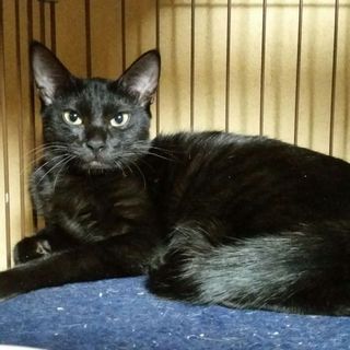 キキちゃん、細身真っ黒長尻尾、スマートな女の子