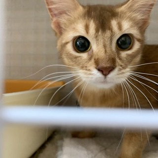 ずっとのお家を募集中